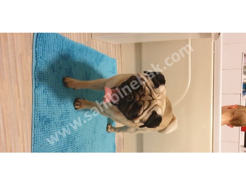 Pug mops yavruları dost pet