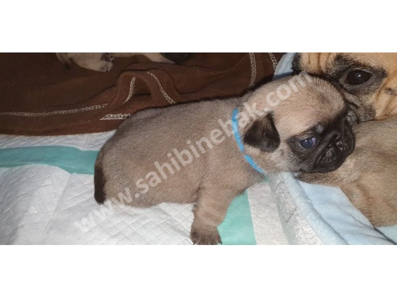Pug mops yavruları dost pet