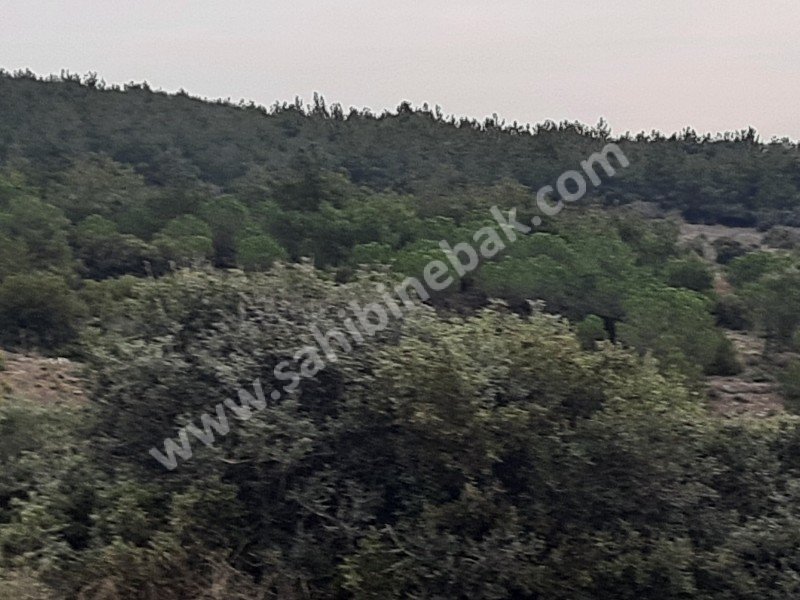 GELİBOLU BAYRAMİÇTE SATILIK 2.500 M2 TARLA