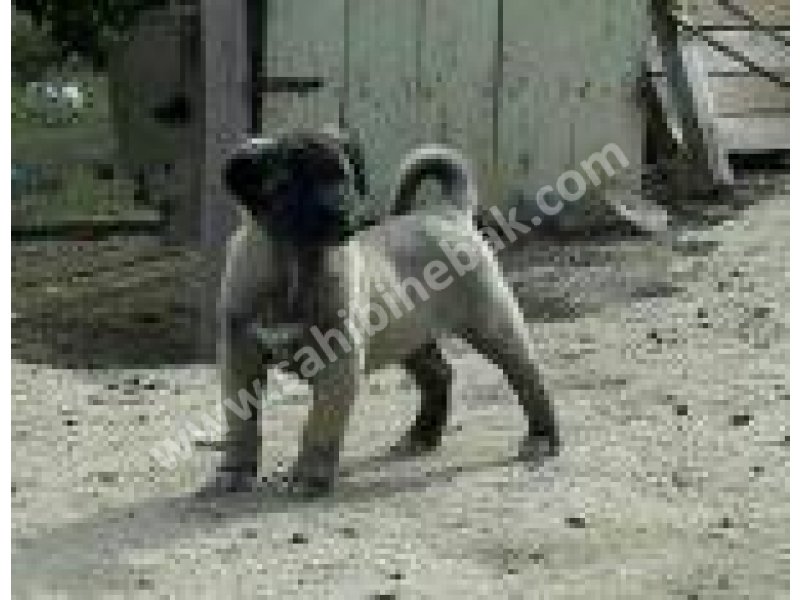 Safkan kangal yavrular