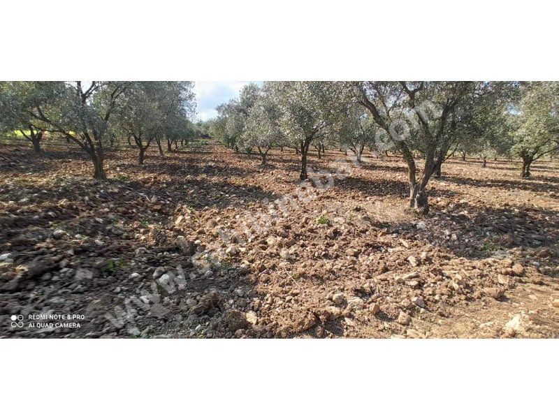 Manisa Şehzadeler'de Sahibinden Satılık Zeytinlik