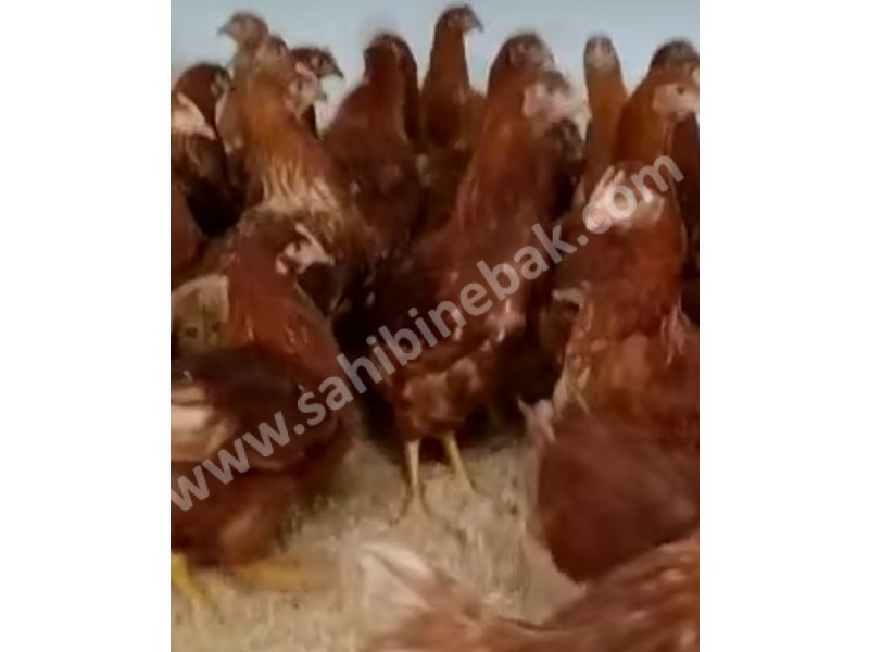 15 HAFTALIK GENÇ LOHMAN BROWN YARKALAR SATIŞTA