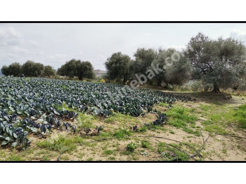 Tarsus Karadirlik'te Sahibinden Satılık Tarla