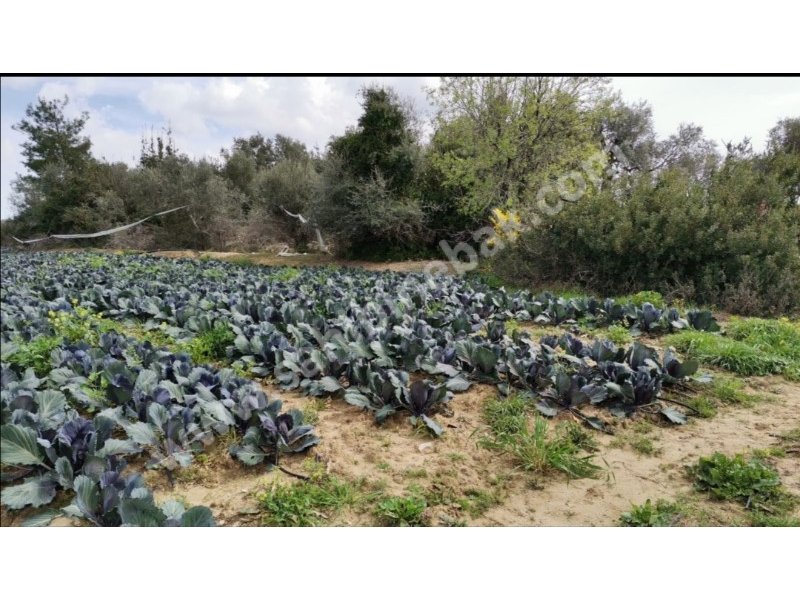 Tarsus Karadirlik'te Sahibinden Satılık Tarla