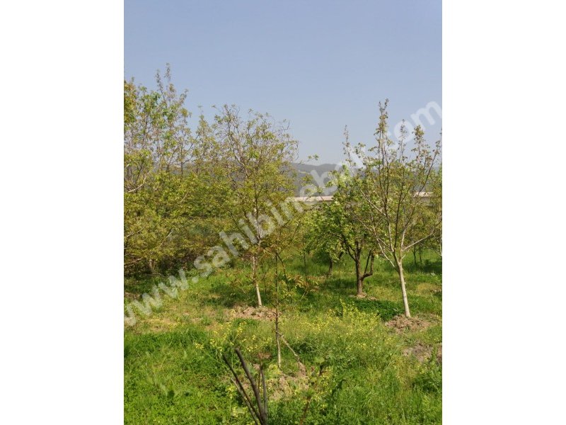 Bursa Gürsu Kazıklıköy 500m2 hobi bahçesi
