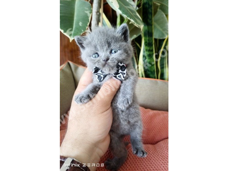 British Shorthair YAVRULARIMIZ