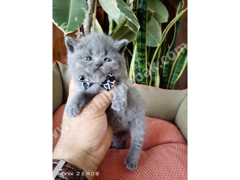 British Shorthair YAVRULARIMIZ