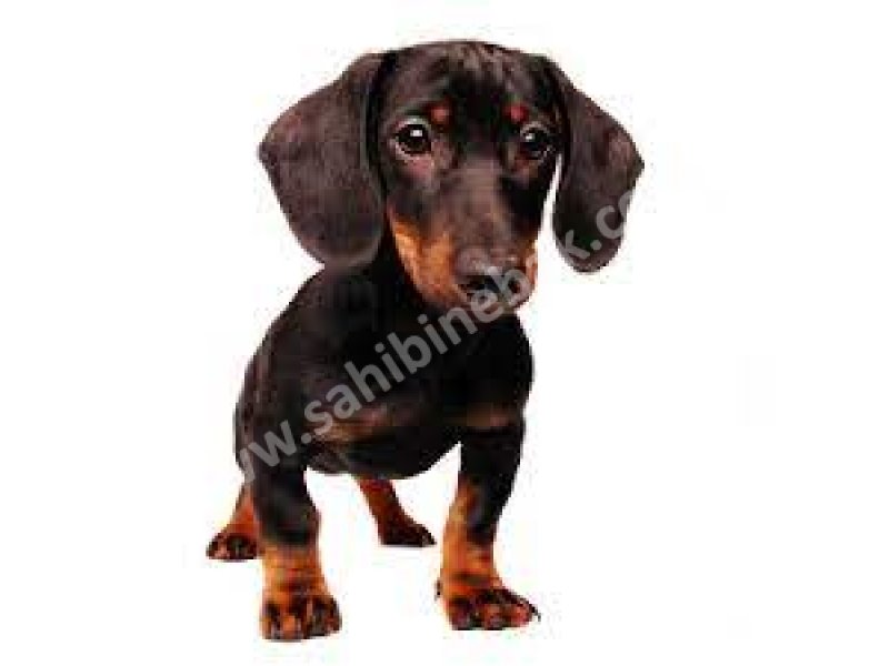 Yavru Dachksund