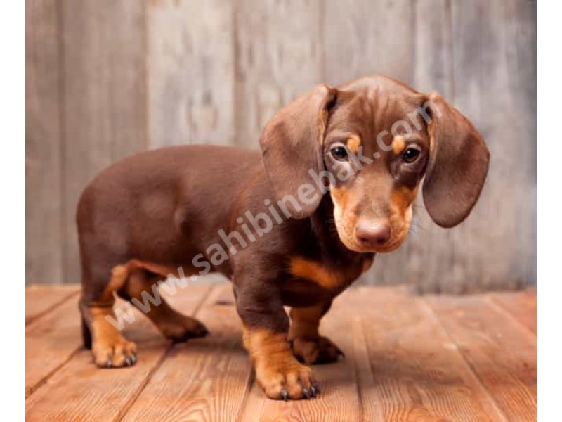 Yavru Dachksund