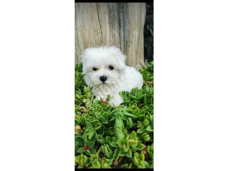 Yavru Terrier Maltese