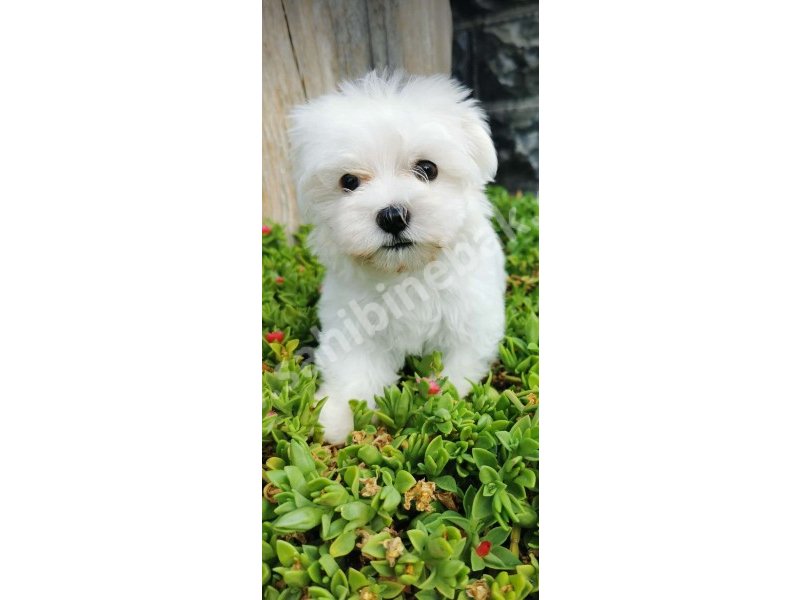 Yavru Terrier Maltese