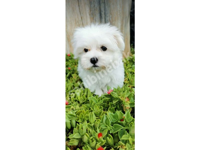 Yavru Terrier Maltese