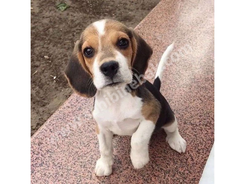 Yavru Beagle