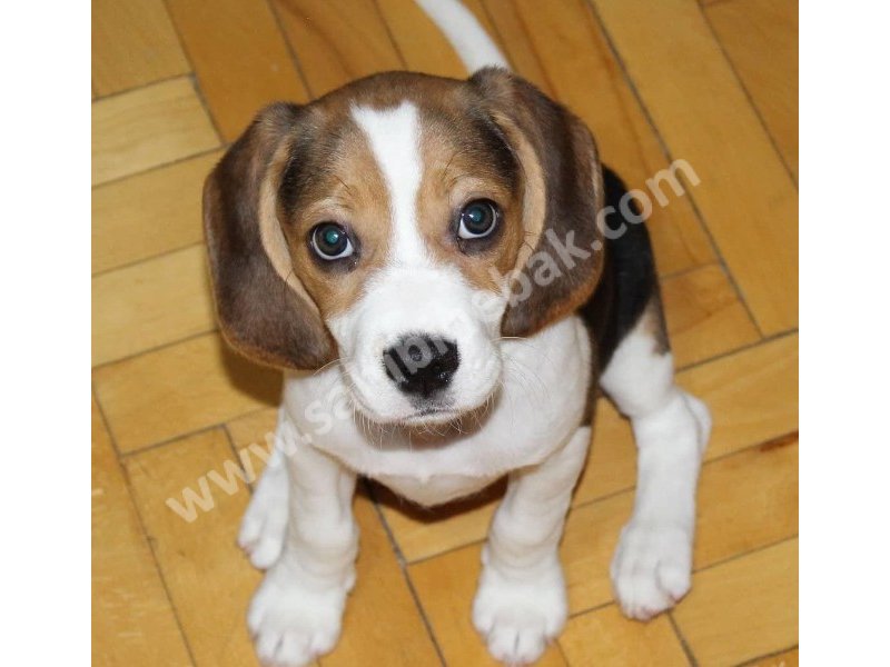 Yavru Beagle