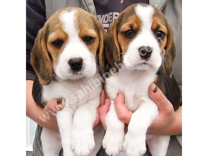 Yavru Beagle