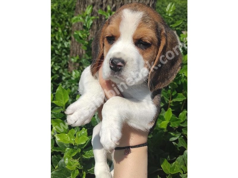 Yavru Beagle