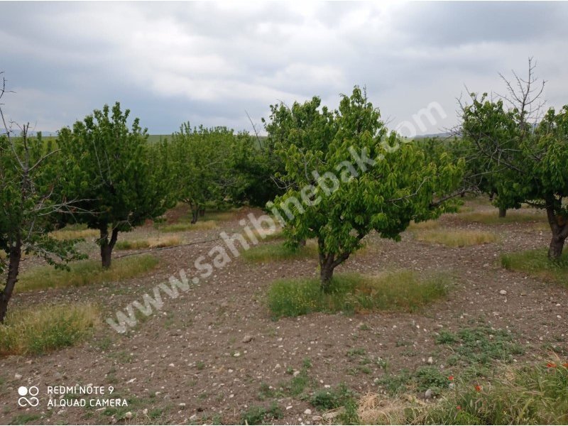 Ankara Ayaş Oltan Mah. Sahibinden Satılık 8.000 m2 Bahçe