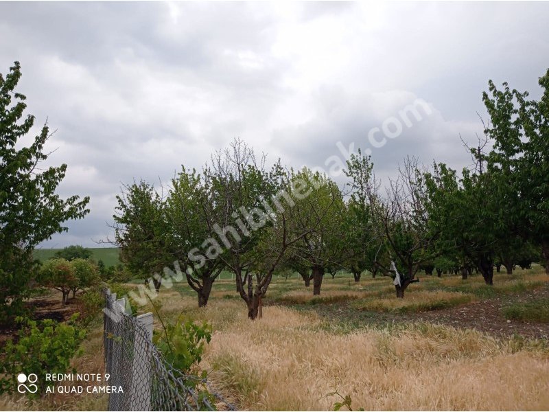 Ankara Ayaş Oltan Mah. Sahibinden Satılık 8.000 m2 Bahçe