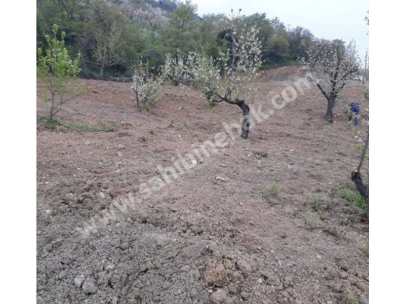 Sakarya Geyve Epçeler Mah. Satılık 2351 m2 Bahçe