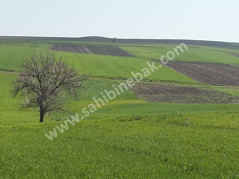 TEKİRDAĞ ERGENE İLÇESİNDE KAÇIRILMAYACAK ARSA