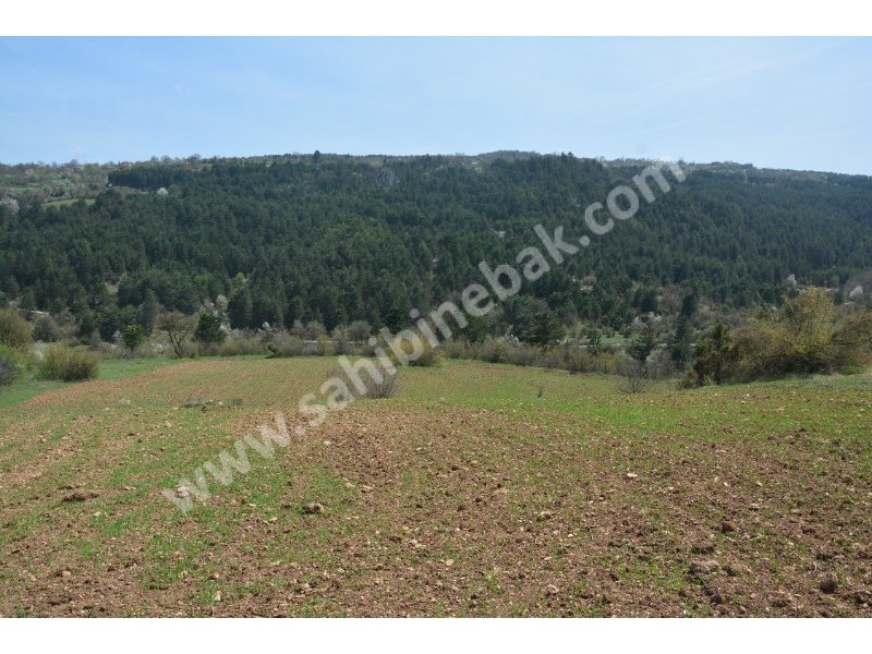 Bolu Mengen Kayışlar Köyün'de Sahibinden Satılık 1350 m2 Tarla