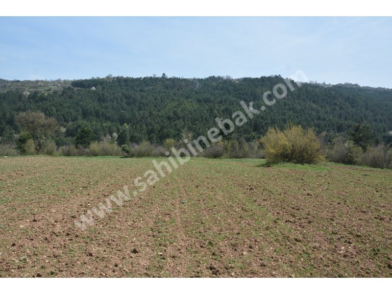 Bolu Mengen Kayışlar Köyün'de Sahibinden Satılık 1350 m2 Tarla