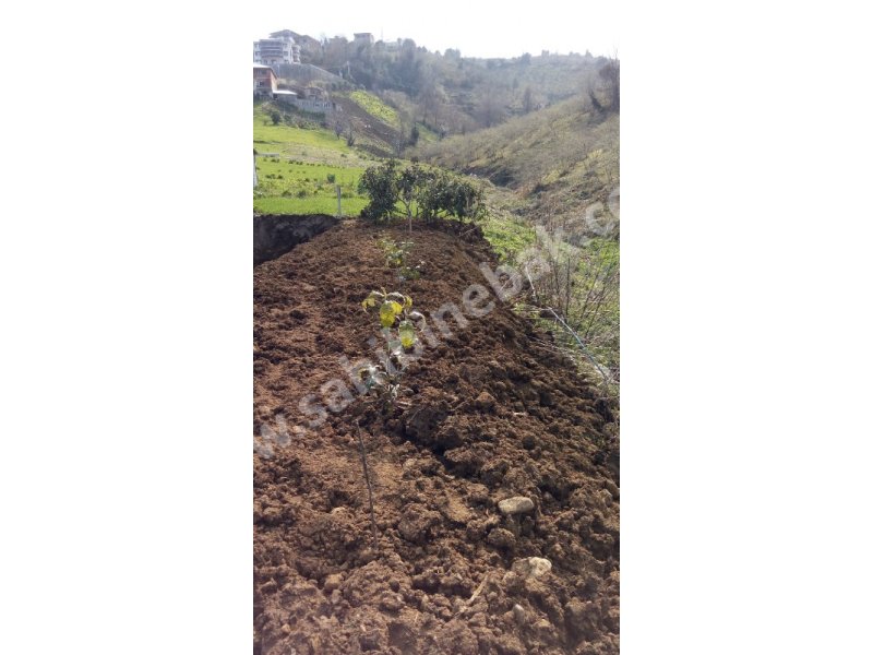 Trabzon Akçaabat Akçakale Mah. İçınde Karkas bına Olan Satılık 495 m2 Arsa