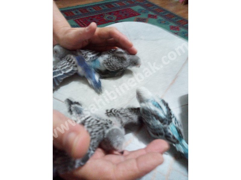 Acil satılık muhabbet kuşu