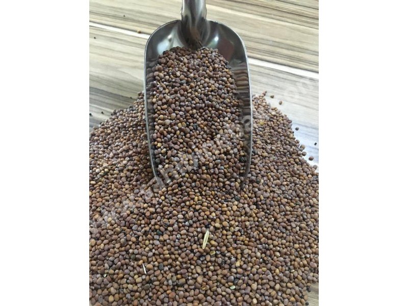 Kırmızı İri Turp 1 KG