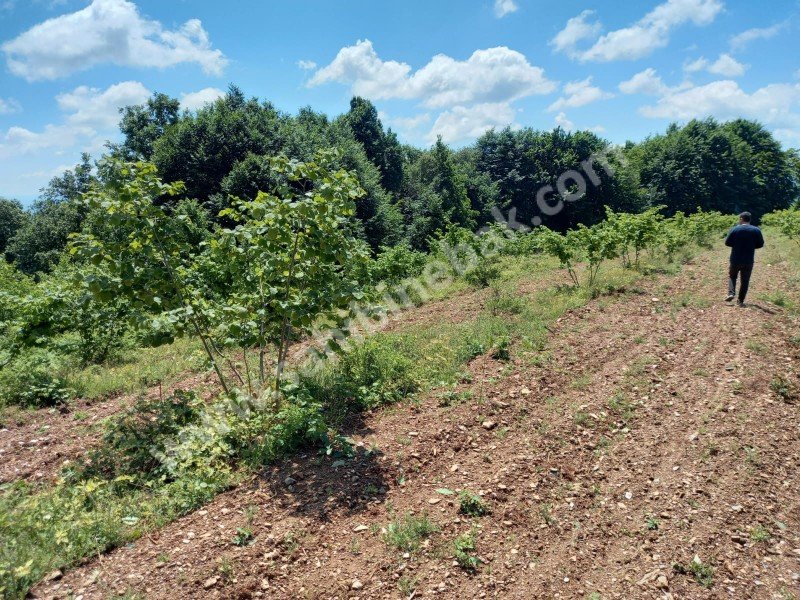 ÇANAKKALE LAPSEKİ KADASTRO YOLLU SATILIK 12 DÖNÜM FINDIK BAHÇE