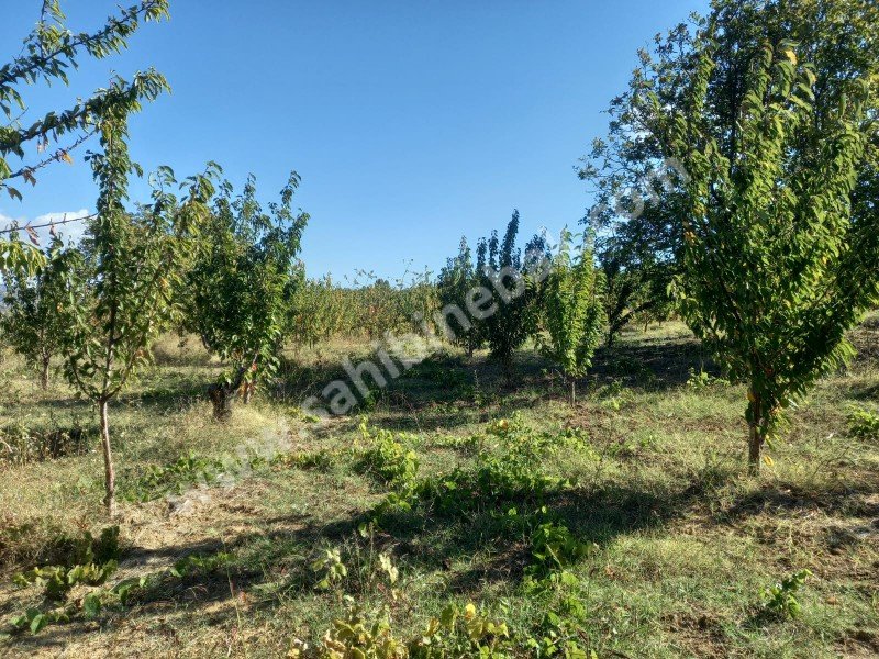 Tekirdağ Şarköy Çınarlı Mah. Satılık 2670 m2 bakımlı kiraz bahçesi