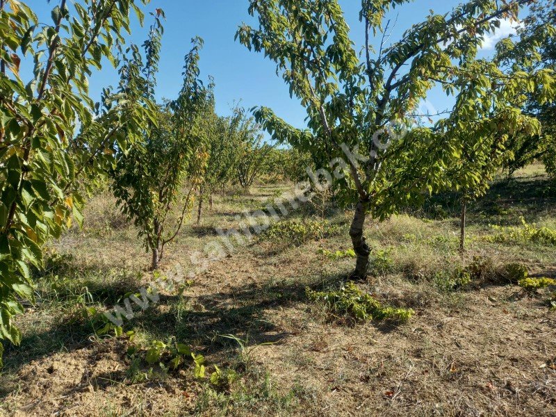 Tekirdağ Şarköy Çınarlı Mah. Satılık 2670 m2 bakımlı kiraz bahçesi