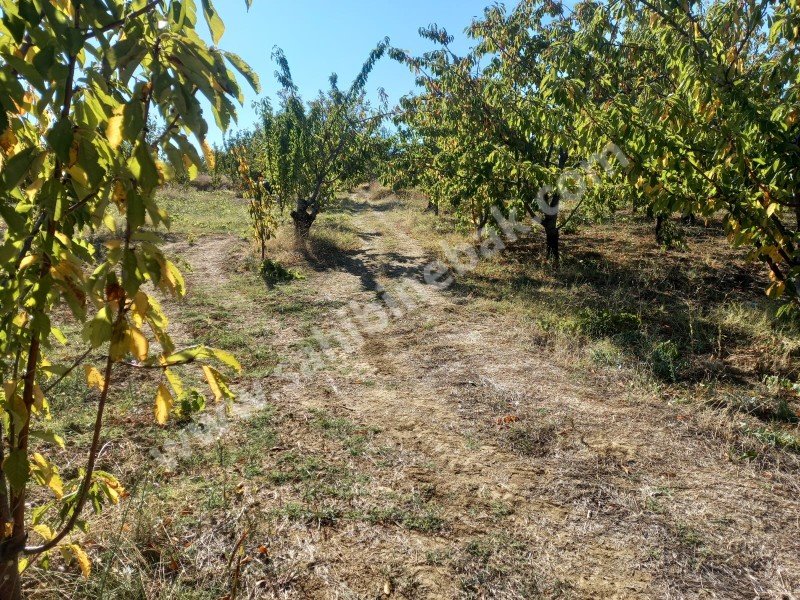 Tekirdağ Şarköy Çınarlı Mah. Satılık 2670 m2 bakımlı kiraz bahçesi