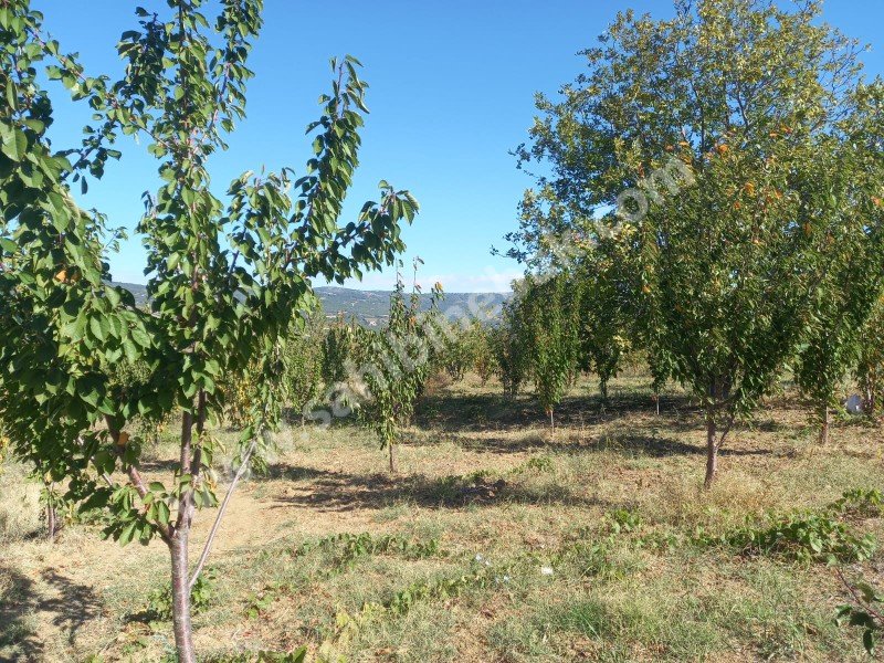 Tekirdağ Şarköy Çınarlı Mah. Satılık 2670 m2 bakımlı kiraz bahçesi