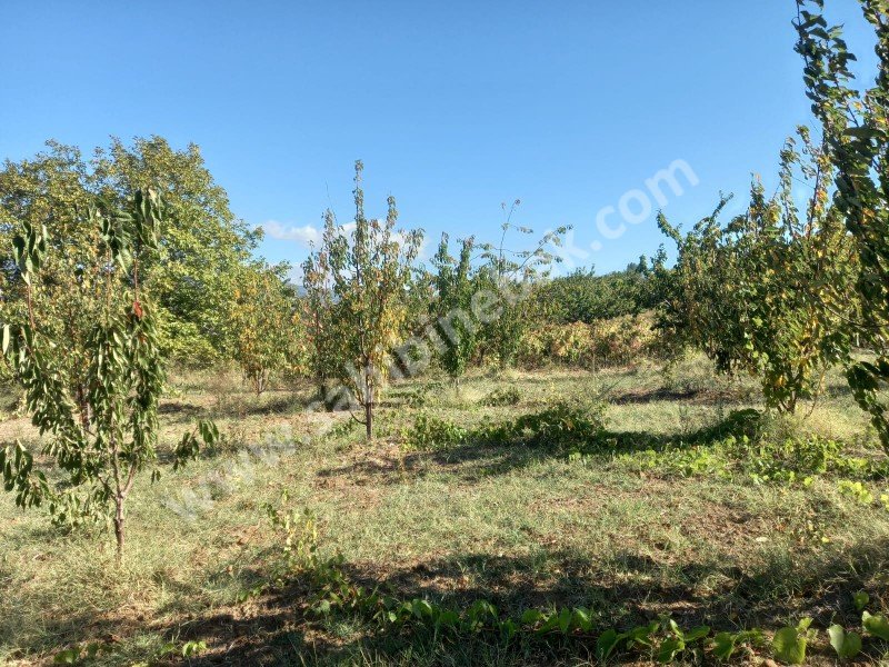 Tekirdağ Şarköy Çınarlı Mah. Satılık 2670 m2 bakımlı kiraz bahçesi