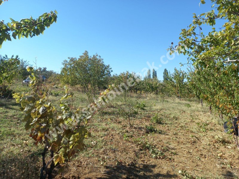 Tekirdağ Şarköy Çınarlı Mah. Satılık 2670 m2 bakımlı kiraz bahçesi