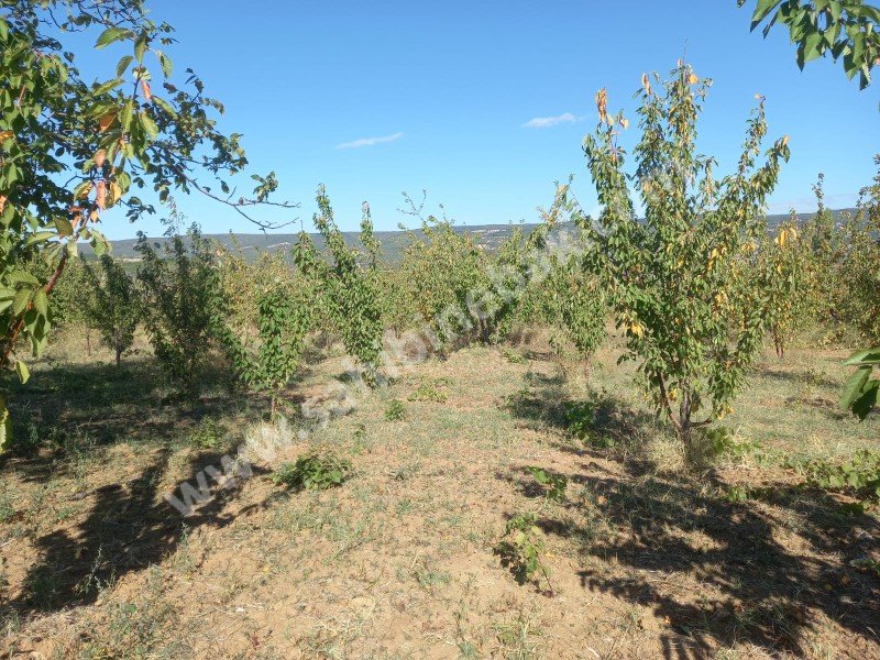 Tekirdağ Şarköy Çınarlı Mah. Satılık 2670 m2 bakımlı kiraz bahçesi