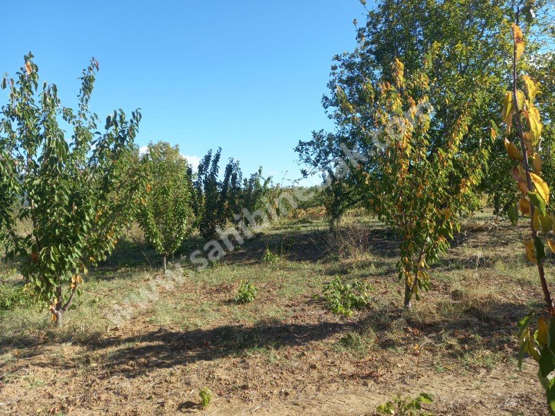 Tekirdağ Şarköy Çınarlı Mah. Satılık 2670 m2 bakımlı kiraz bahçesi