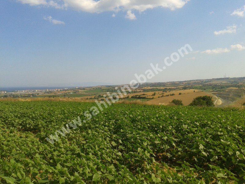Süleymanpaşa Yağcı Mah. Satılık Arsa