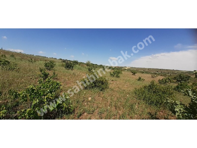 Kilis Merkez'de Satılık 12.740 m2 Yola Sıfı Bağ ve Fıstıklık