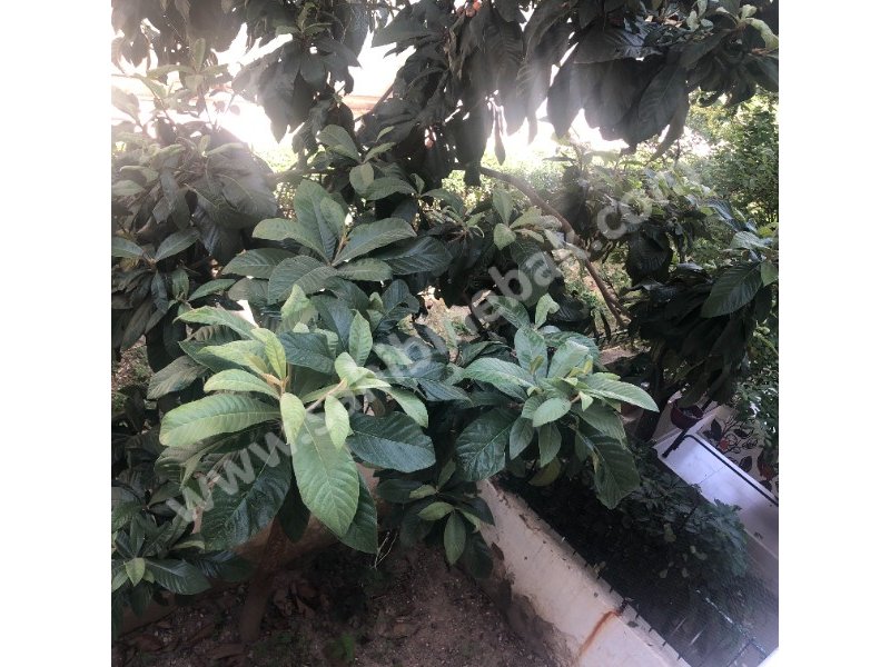 İZMİR KARŞIYAKA YALI MAH. SATILIK 4+1 BAHÇELİ DUBLEX DAİRE