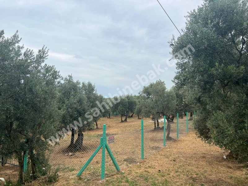 Bursa Orhangazi Yenisölöz Mh. Satılık 1430 m2 Zeytinlik