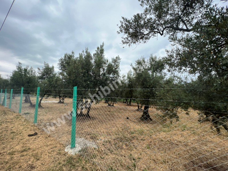 Bursa Orhangazi Yenisölöz Mh. Satılık 1430 m2 Zeytinlik