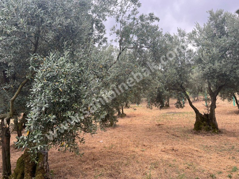 Bursa Orhangazi Yenisölöz Mh. Satılık 1430 m2 Zeytinlik