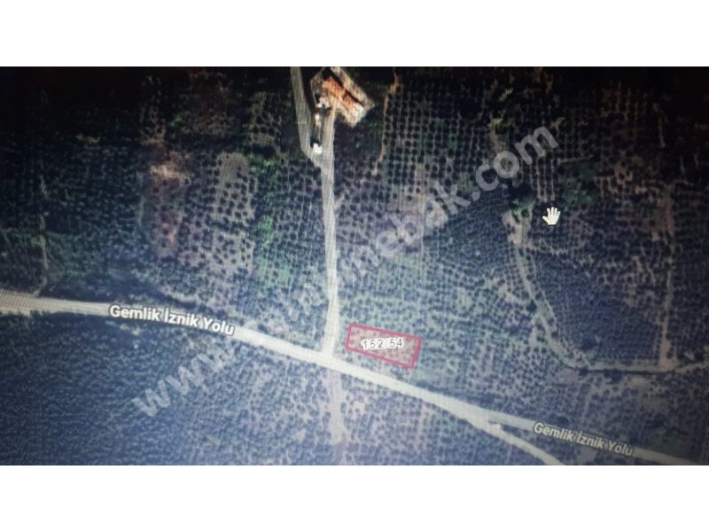 Bursa Orhangazi Yenisölöz Mh. Satılık 1430 m2 Zeytinlik