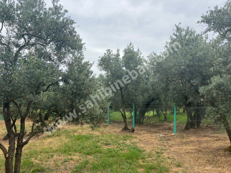 Bursa Orhangazi Yenisölöz Mh. Satılık 1430 m2 Zeytinlik