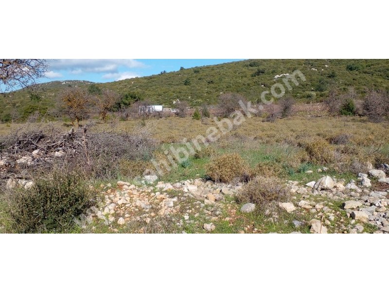 İZMİR KARABURUN EĞLENHOCA SATILIK TARLA