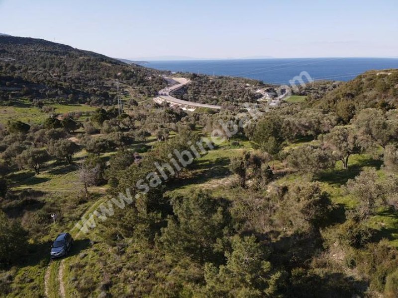 KARABURUN MORDOĞAN ARDIÇ YENİ YOL ÜSTÜ SATILIK TARLA