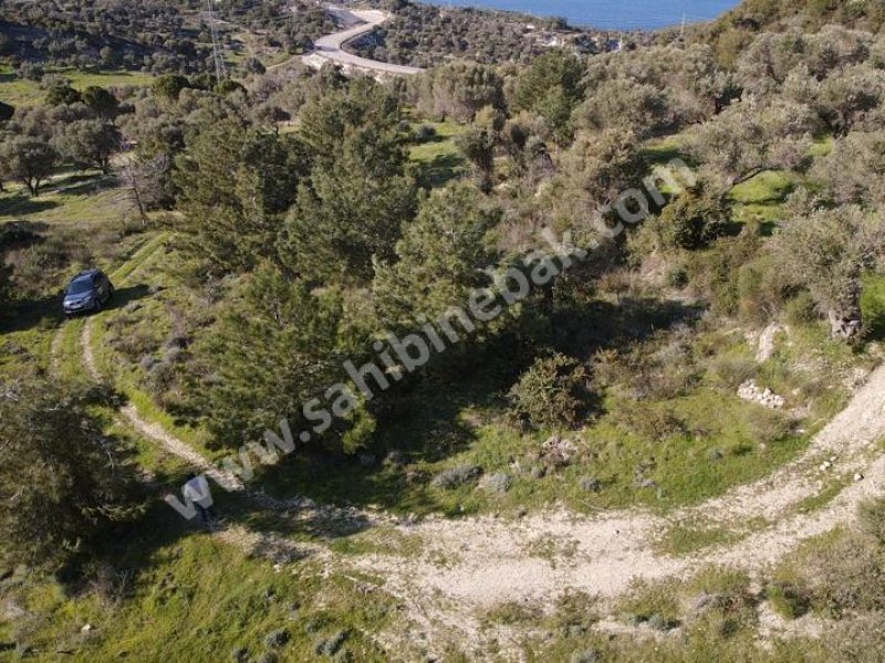 KARABURUN MORDOĞAN ARDIÇ YENİ YOL ÜSTÜ SATILIK TARLA