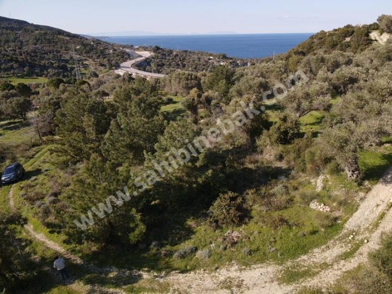 KARABURUN MORDOĞAN ARDIÇ YENİ YOL ÜSTÜ SATILIK TARLA